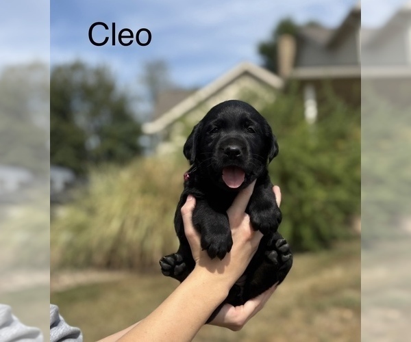 Medium Photo #8 Labrador Retriever Breeder Profile in FREDERICKSBG, OH, USA