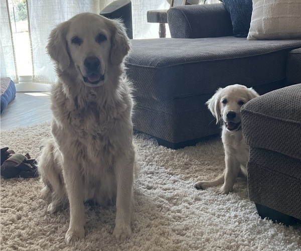 Medium Photo #10 English Cream Golden Retriever Breeder Profile in PLYMOUTH, CA, USA