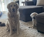 Small Photo #10 English Cream Golden Retriever Breeder Profile in PLYMOUTH, CA, USA