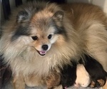 Small Photo #13 Pomeranian Breeder Profile in MENIFEE, CA, USA