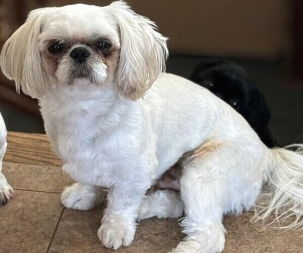 Medium Photo #1 Shih Tzu Breeder Profile in Walworth, NY, USA