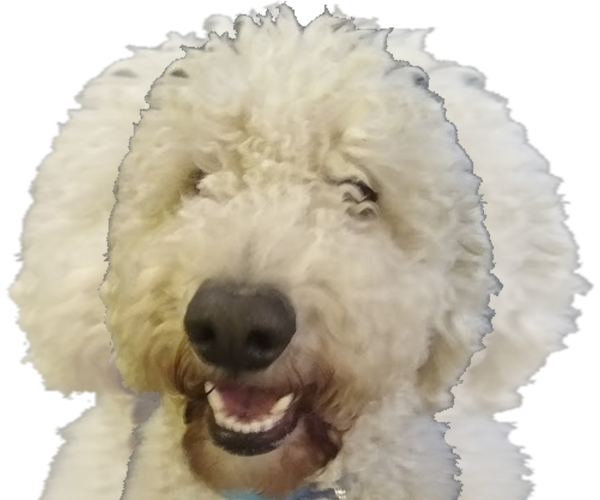 Medium Photo #1 Goldendoodle Breeder Profile in ATHENS, TN, USA