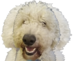 Small Photo #1 Goldendoodle Breeder Profile in ATHENS, TN, USA