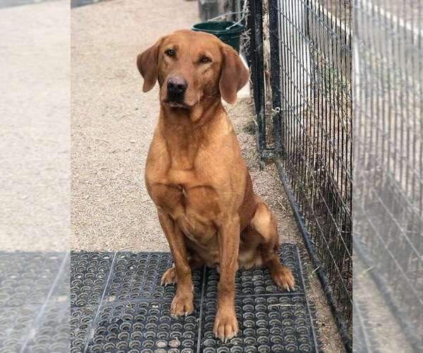 Medium Photo #1 Labrador Retriever Breeder Profile in RAPID CITY, SD, USA