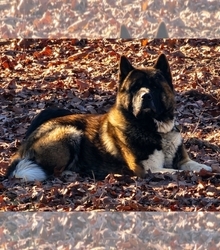Father's photo