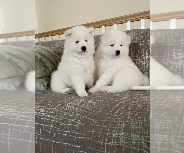 Medium Photo #21 Samoyed Breeder Profile in DALY CITY, CA, USA