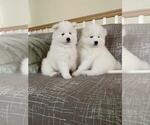 Small Photo #21 Samoyed Breeder Profile in DALY CITY, CA, USA