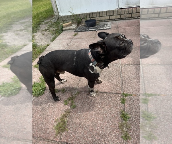 Medium Photo #1 Faux Frenchbo Bulldog Breeder Profile in LUTZ, FL, USA