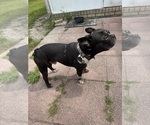 Small Photo #1 Faux Frenchbo Bulldog Breeder Profile in LUTZ, FL, USA
