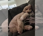 Small Photo #3 Goldendoodle Breeder Profile in GIBSONTON, FL, USA