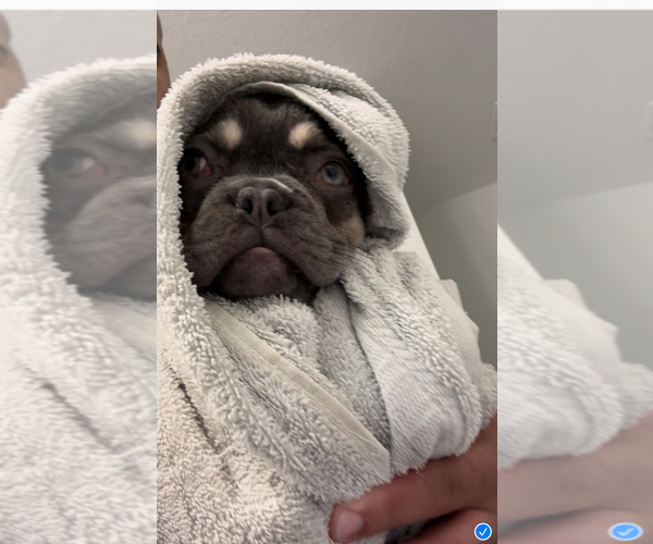 Medium Photo #3 Faux Frenchbo Bulldog Breeder Profile in LUTZ, FL, USA