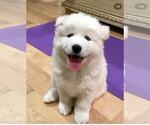 Small Photo #7 Samoyed Breeder Profile in DALY CITY, CA, USA