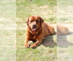 Small Photo #1 Labrador Retriever Breeder Profile in HYDE PARK, VT, USA