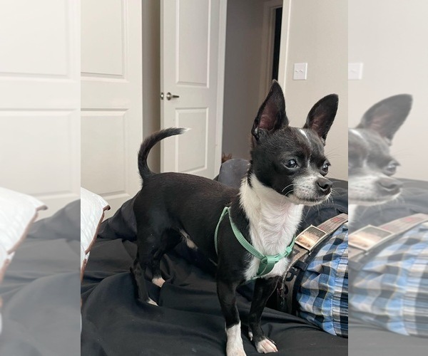 Medium Photo #1 Chihuahua Breeder Profile in SAN ANTONIO, TX, USA