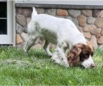 Small Photo #3 Springerdoodle Breeder Profile in CHETEK, WI, USA