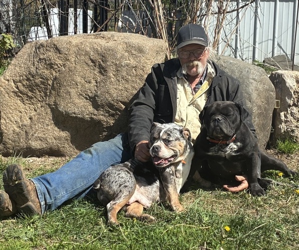 Medium Photo #3 Olde English Bulldogge Breeder Profile in CHETEK, WI, USA