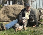 Small Photo #3 Olde English Bulldogge Breeder Profile in CHETEK, WI, USA