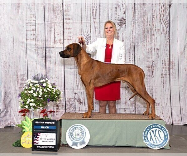 Medium Photo #2 Rhodesian Ridgeback Breeder Profile in ONEIDA, TN, USA