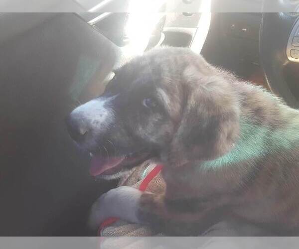 Medium Photo #8 Anatolian Shepherd Breeder Profile in CUMBY, TX, USA