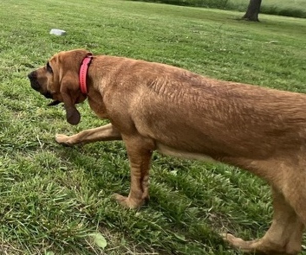 Medium Photo #2 Bloodhound Breeder Profile in CHAPMANSBORO, TN, USA