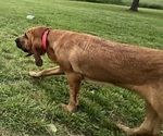 Small Photo #2 Bloodhound Breeder Profile in CHAPMANSBORO, TN, USA