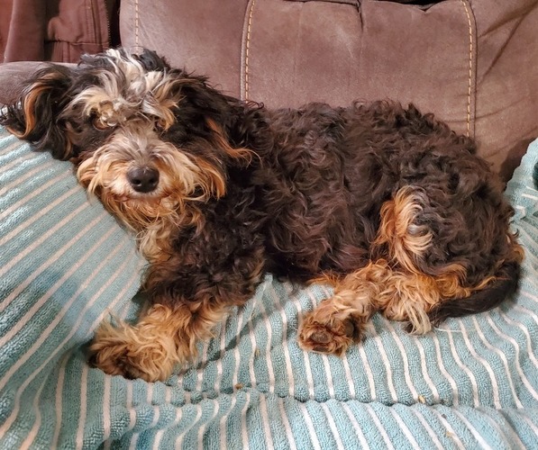 Medium Photo #4 Bernedoodle (Miniature) Breeder Profile in LEETONIA, OH, USA