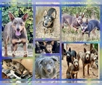 Small Photo #7 Australian Kelpie Breeder Profile in CAMAS, WA, USA