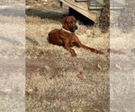 Small Photo #1 Rhodesian Ridgeback Breeder Profile in SPRINGFIELD, AR, USA