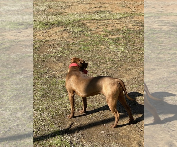 Medium Photo #3 American Pit Bull Terrier Breeder Profile in CHARLOTTE, NC, USA