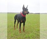 Small Photo #6 Doberman Pinscher Breeder Profile in FORT LAUDERDALE, FL, USA