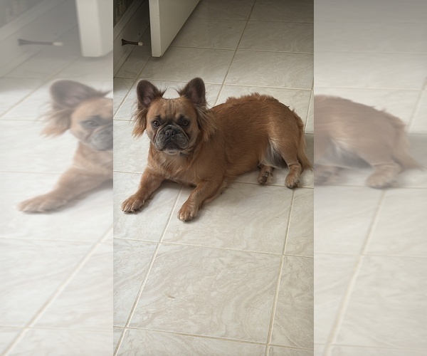 Medium Photo #1 French Bulldog Breeder Profile in WOODBRIDGE, VA, USA