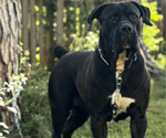 Small Photo #9 Boerboel Breeder Profile in BELLEVUE, NE, USA