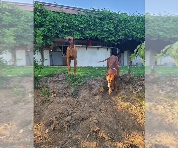 Medium Photo #12 Rhodesian Ridgeback Breeder Profile in RIVERSIDE, CA, USA