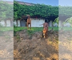Small Photo #12 Rhodesian Ridgeback Breeder Profile in RIVERSIDE, CA, USA