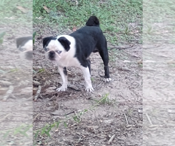 Medium Photo #1 Frenchie Pug Breeder Profile in NEW WAVERLY, TX, USA