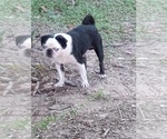 Small Photo #1 Frenchie Pug Breeder Profile in NEW WAVERLY, TX, USA
