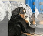 Small Photo #2 Bernese Mountain Dog Breeder Profile in OOLTEWAH, TN, USA