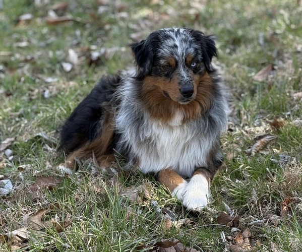 Medium Photo #1 Australian Shepherd Breeder Profile in CHRISTIANA, TN, USA
