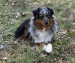 Small Photo #1 Australian Shepherd Breeder Profile in CHRISTIANA, TN, USA