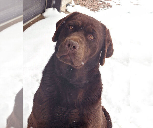 Medium Photo #2 Labrador Retriever Breeder Profile in FORT COLLINS, CO, USA