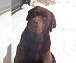Small Photo #3 Labrador Retriever Breeder Profile in FORT COLLINS, CO, USA