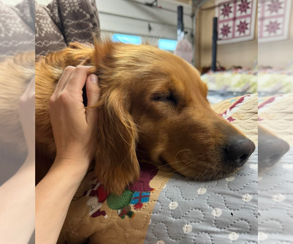 Medium Photo #2 Golden Retriever Breeder Profile in FREMONT, OH, USA