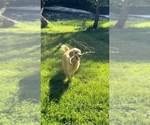 Small Photo #2 Golden Retriever Breeder Profile in CLOVERDALE, CA, USA