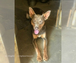 Small Photo #2 Australian Kelpie-Border Collie Mix Breeder Profile in CAMAS, WA, USA