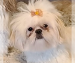 Small Photo #1 Shih Tzu Breeder Profile in WESLEY CHAPEL, FL, USA