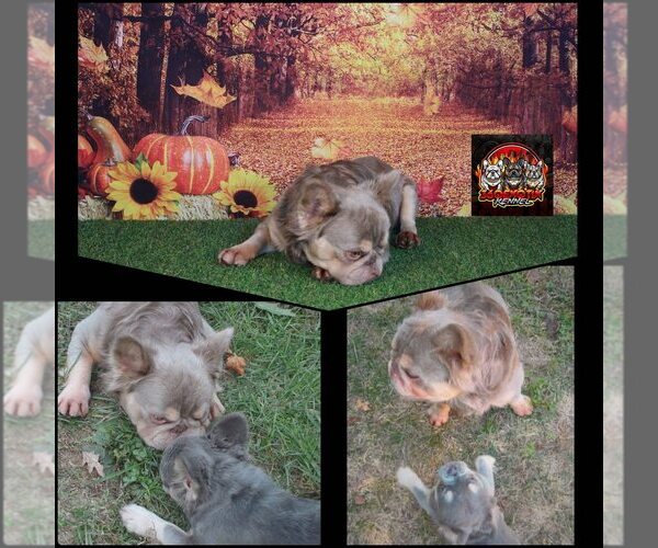 Medium Photo #1 French Bulldog Breeder Profile in WOODBRIDGE, VA, USA