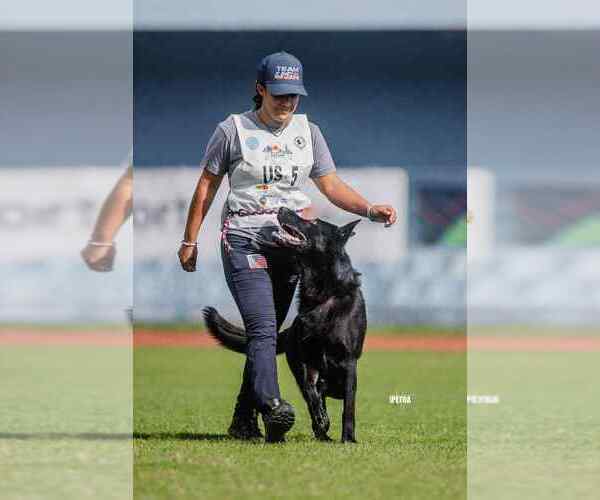 Medium Photo #5 German Shepherd Dog Breeder Profile in LAKE ELSINORE, CA, USA