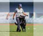 Small Photo #5 German Shepherd Dog Breeder Profile in LAKE ELSINORE, CA, USA