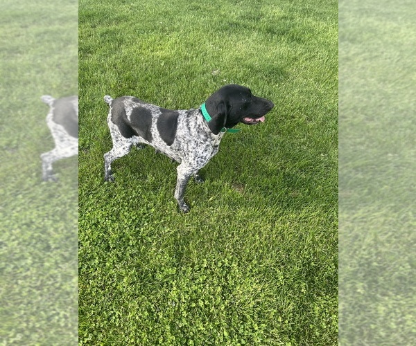 Medium Photo #3 German Shorthaired Pointer Breeder Profile in WABASSO, MN, USA