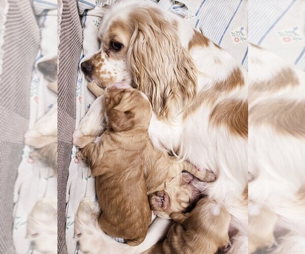 Medium Photo #4 Cocker Spaniel Breeder Profile in HOLYOKE, MA, USA